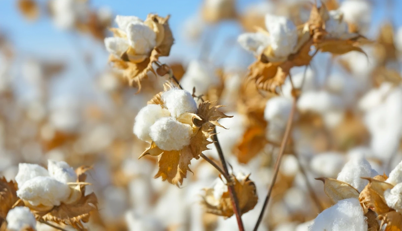What is Pima Cotton & Why Should You Choose it? - PEPA AND CO